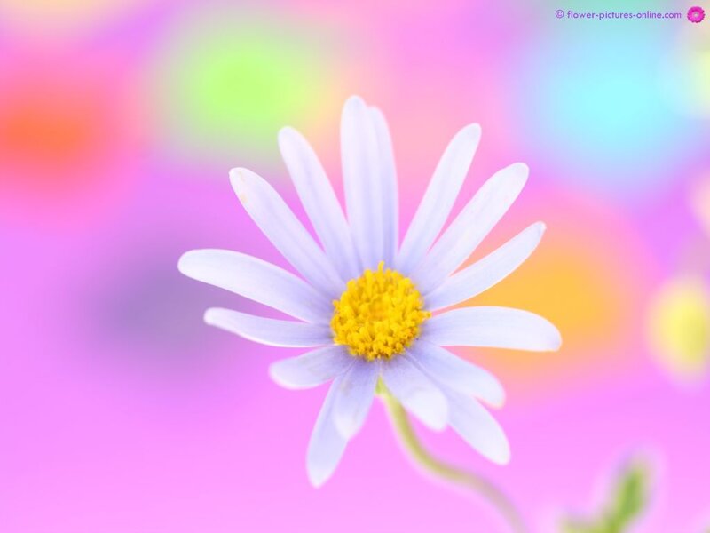 purple daisy on colorful background