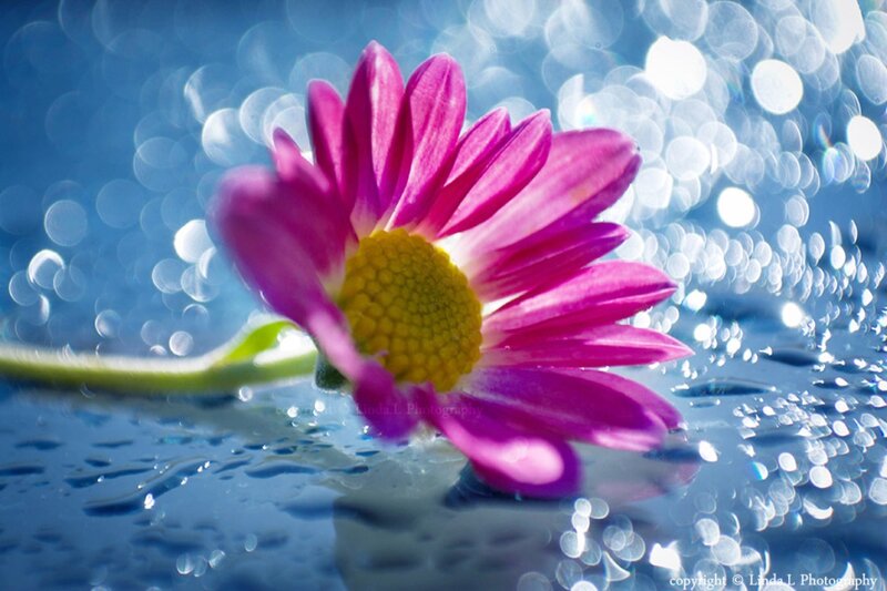 Purple Daisy on Water