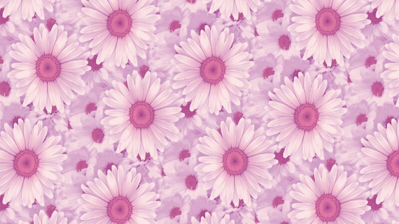 Purple Daisy Pattern — Pink