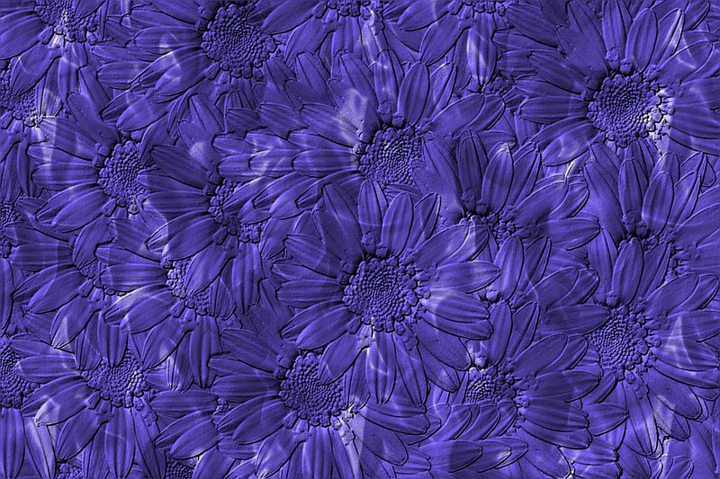 Purple Daisy Pattern