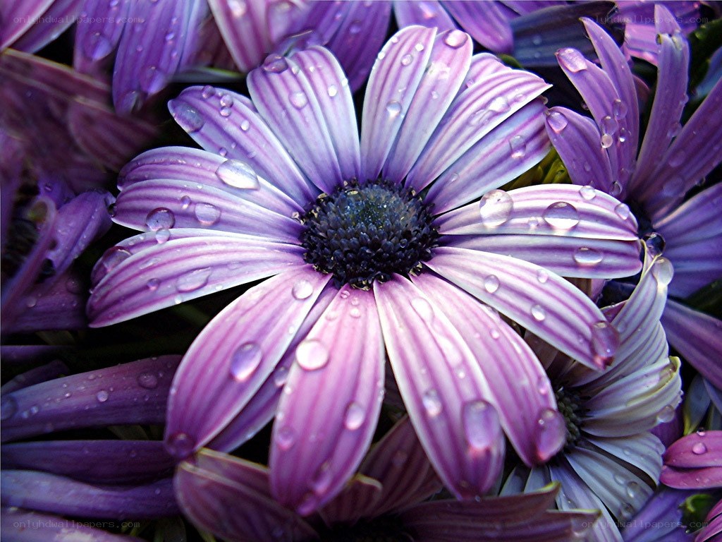 Purple daisy with water droplets