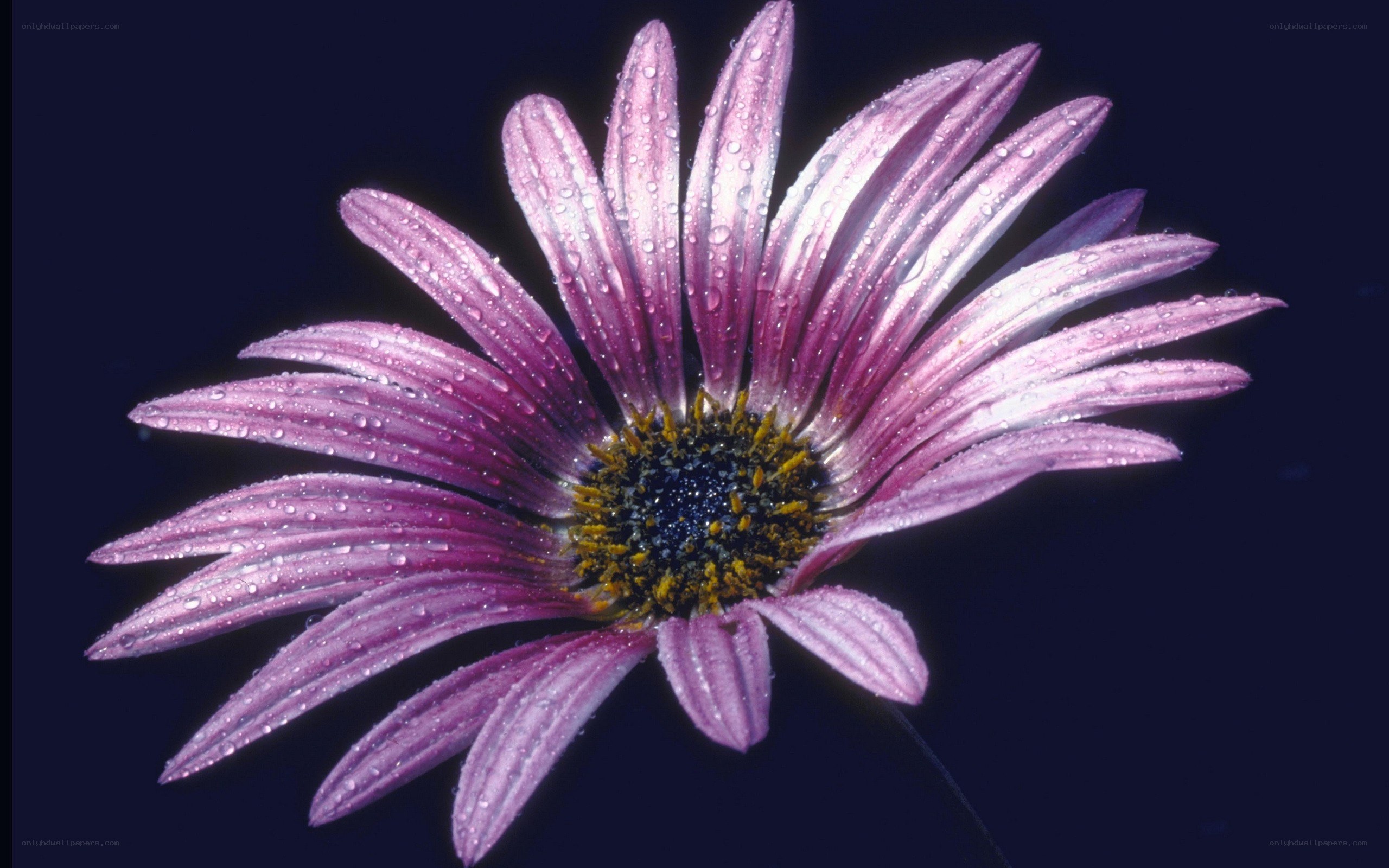 Purple daisy with water droplets
