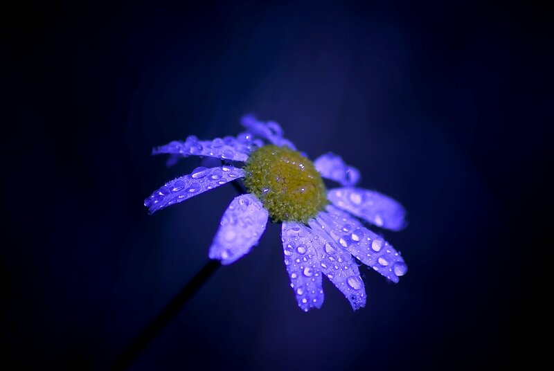 Purple Daisy with Water Droplets — Blue