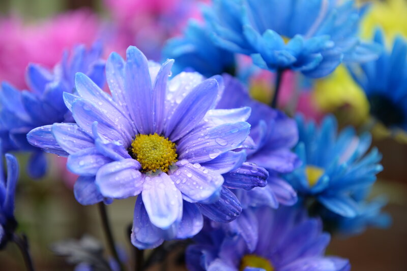 Purple Daisy with Water Droplets — Calm, Morning
