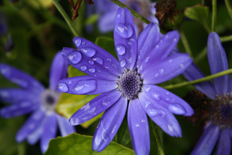 Purple Daisy with Water Droplets — Calm, Photograph