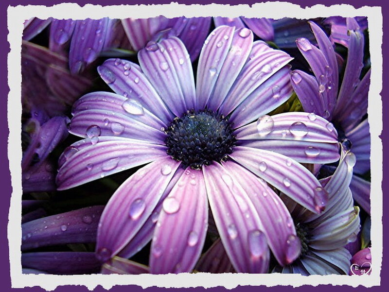 Purple Daisy with Water Droplets — Calm, Photograph, Water Droplets