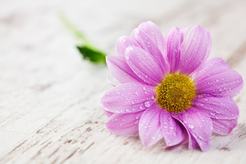 Purple Daisy with Water Droplets — Calm, Photograph, Wooden Surface
