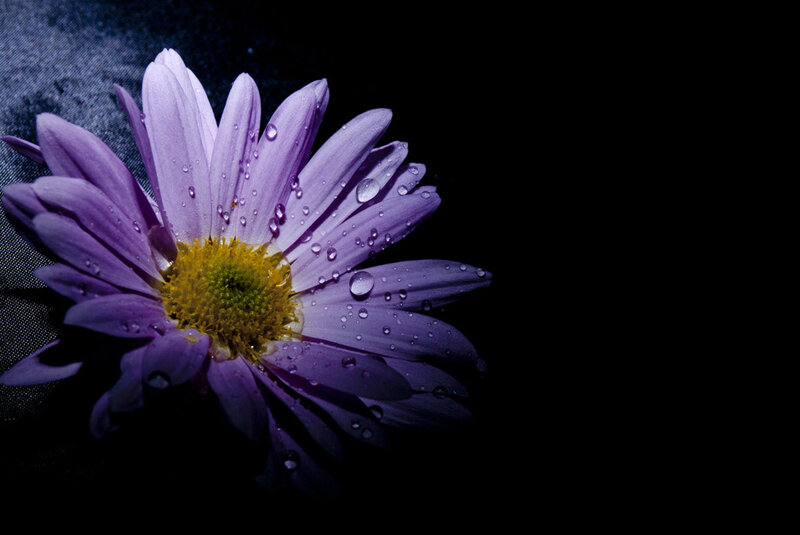 Purple Daisy with Water Droplets — Dramatic