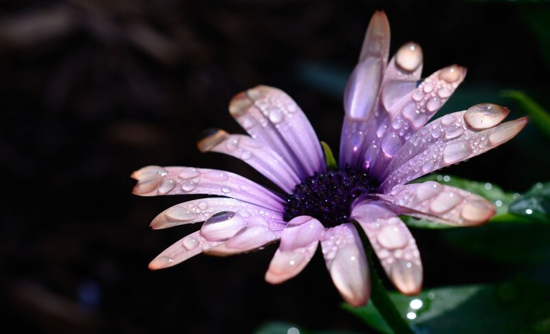 Purple Daisy with Water Droplets — Serene, Night