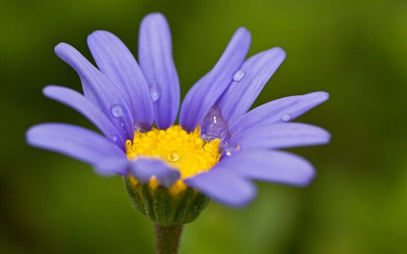 Purple Daisy with Water Droplets — Serene, Photograph