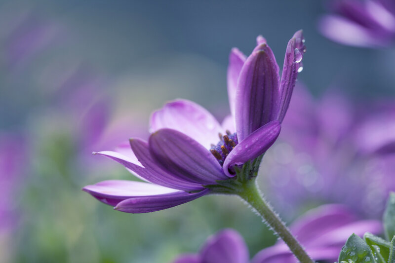 Purple Daisy with Water Droplets — Serene, Photograph, Water Droplets