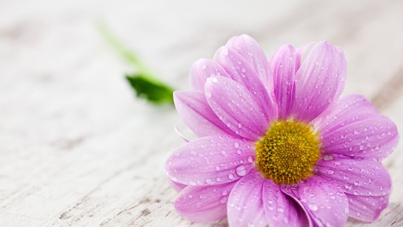 Purple Daisy with Water Droplets — Serene, Photograph, Water Droplets, Wooden Surface