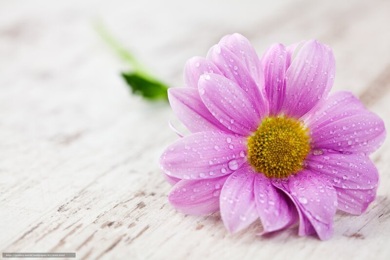 Purple Daisy with Water Droplets — Serene, Photograph, Wooden Surface