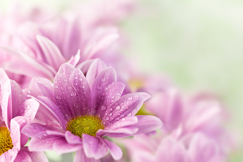 Purple Daisy with Water Droplets — Serene, Spring