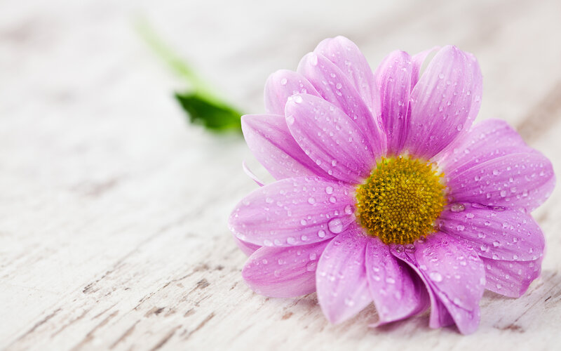 Purple Daisy with Water Droplets — Serene