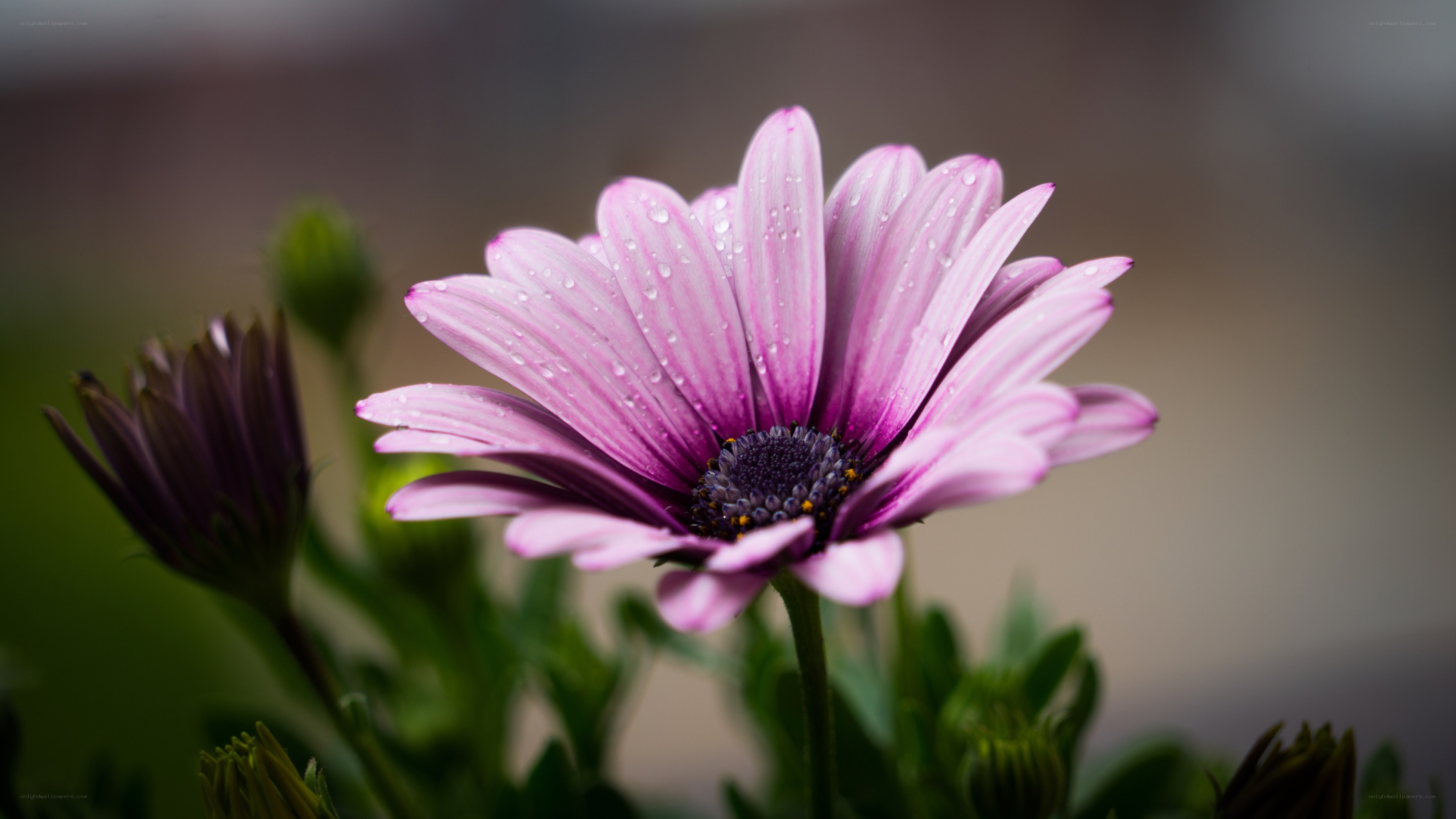 Purple daisy with water droplets