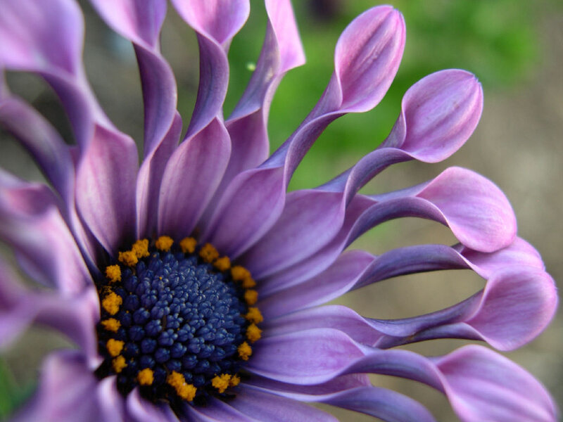 purple daisy with yellow center