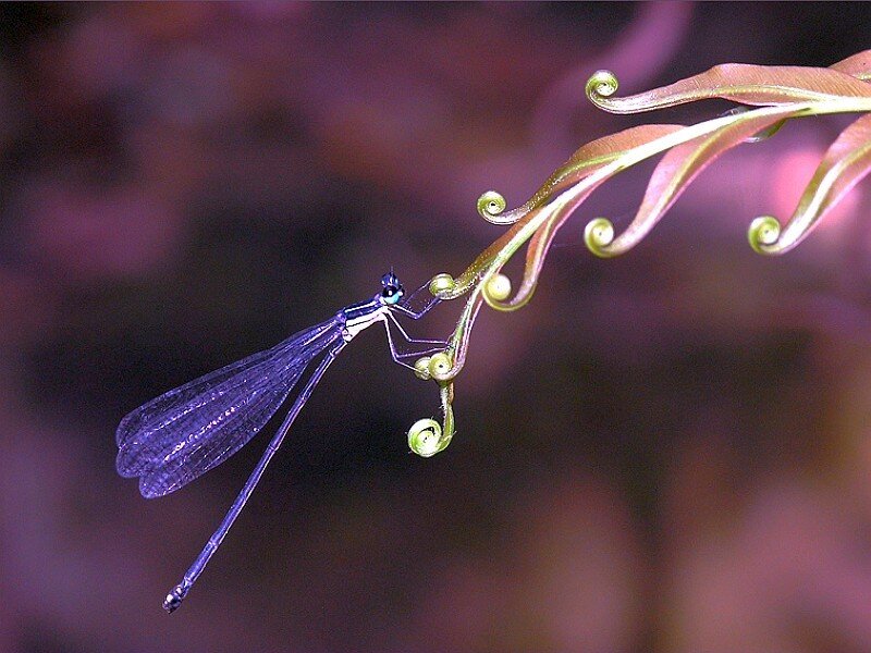 Purple Damselfly on Leaf