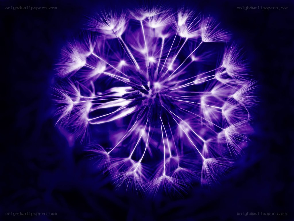 purple dandelion seed head