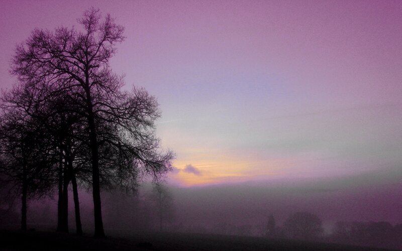 Purple dawn over misty trees