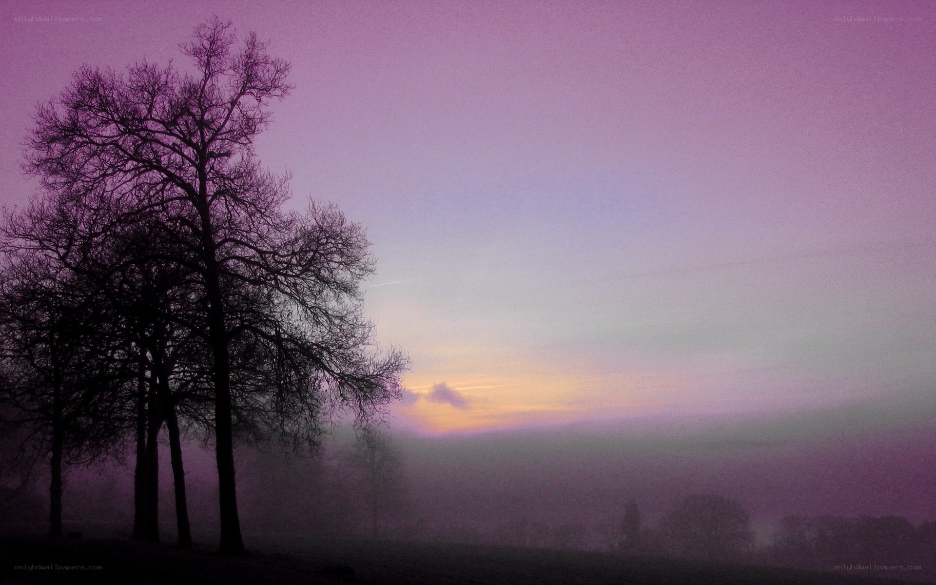 Purple dawn over misty trees