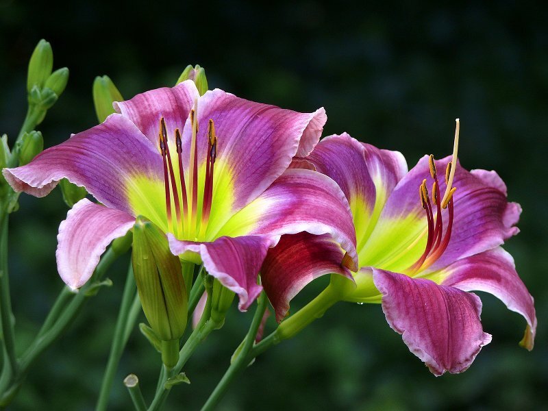 Purple Daylilies in Bloom — Calm