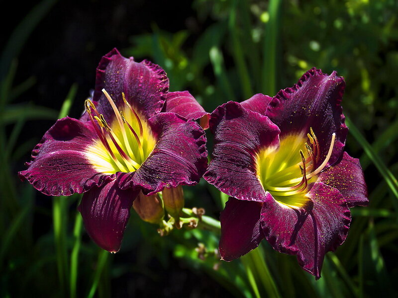 Purple Daylilies in Bloom — Dramatic