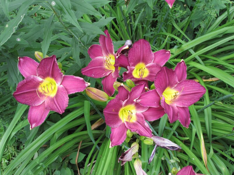 Purple Daylilies in Bloom — Natural, Summer, Photograph