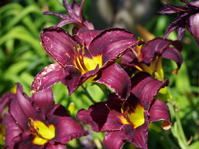 Purple Daylilies in Bloom — Natural