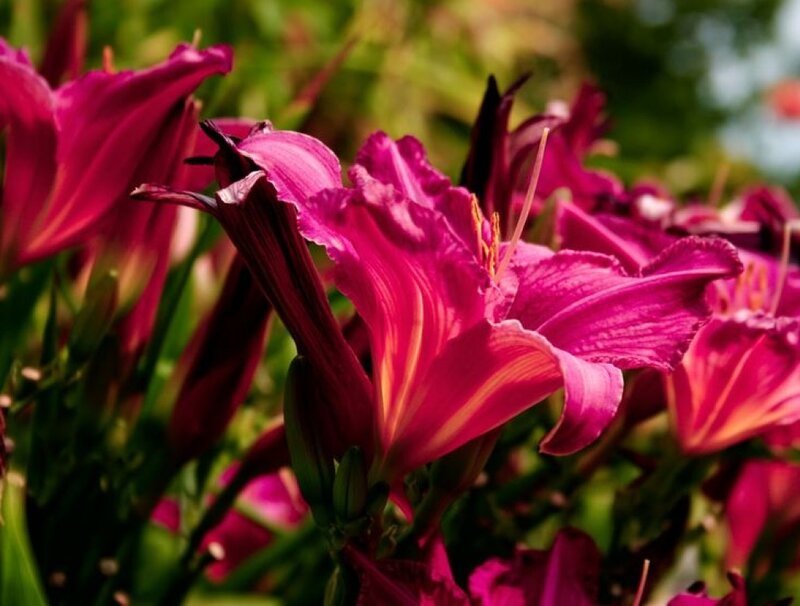 Purple Daylilies in Bloom — Serene