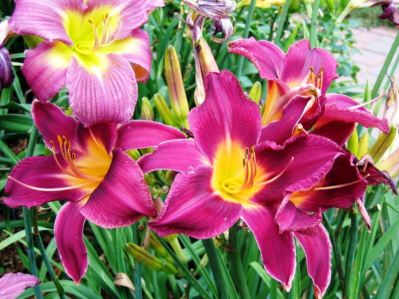 Purple Daylilies in Bloom — Vibrant