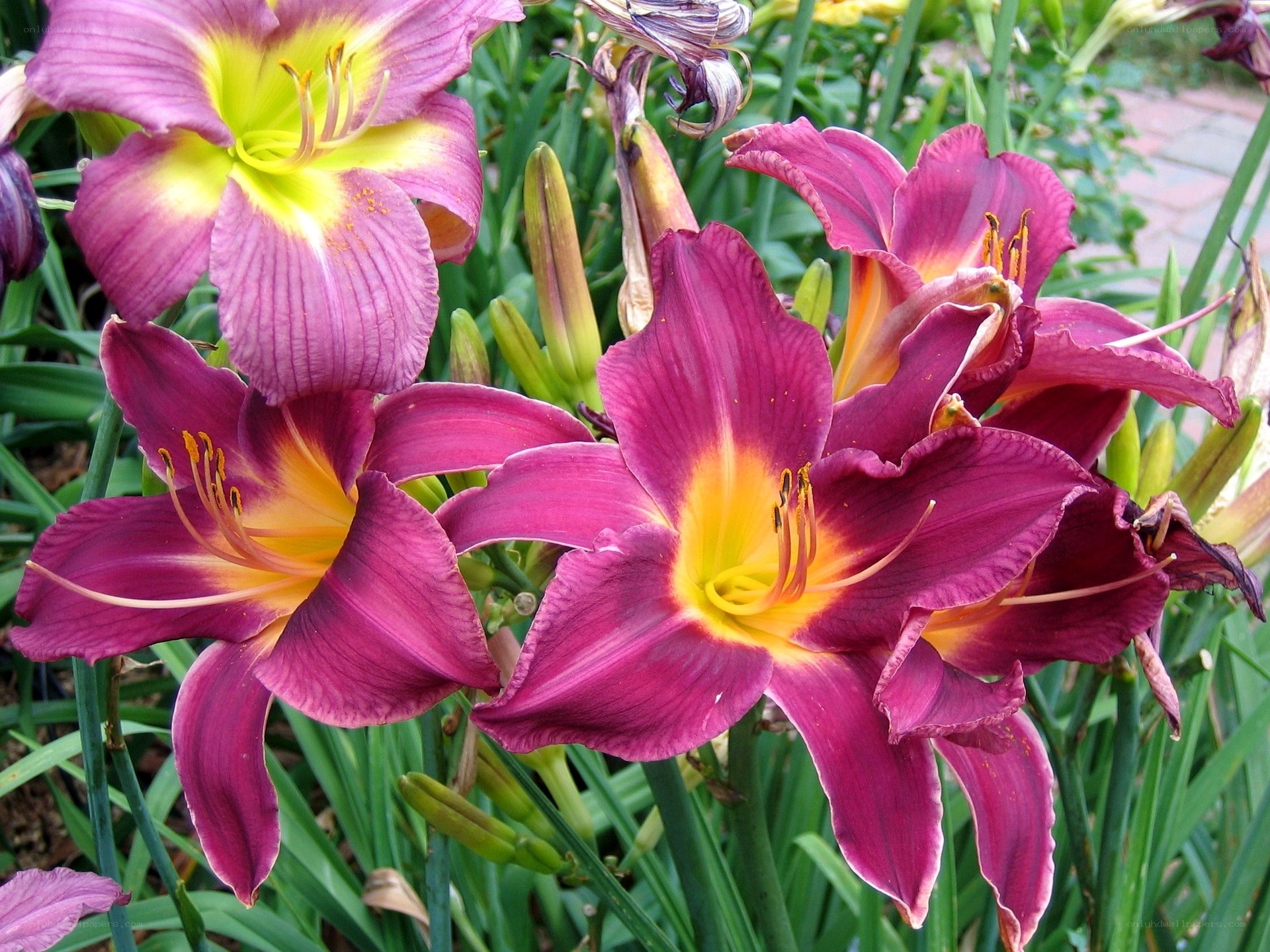 purple daylilies in bloom