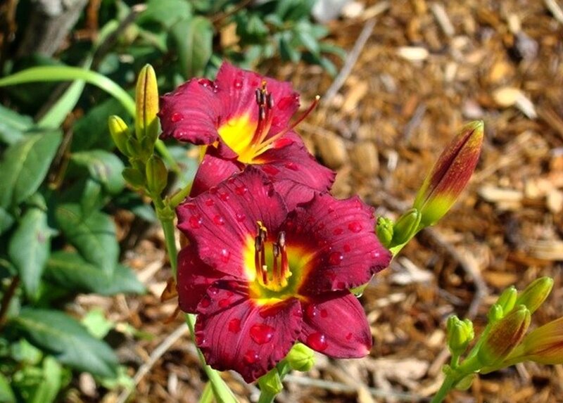Purple Daylilies with Dew