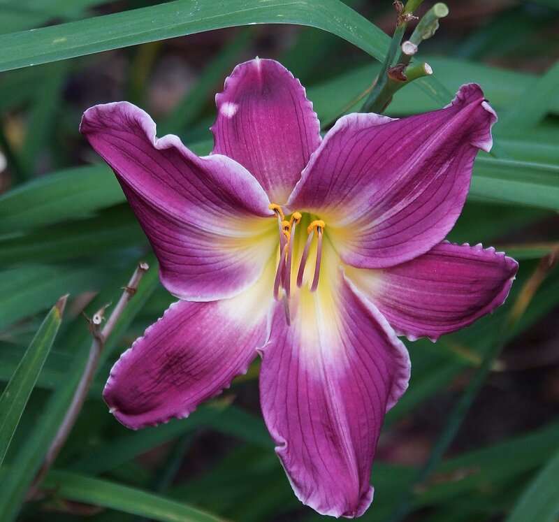 Purple Daylily Flower — Calm, Afternoon, Photograph