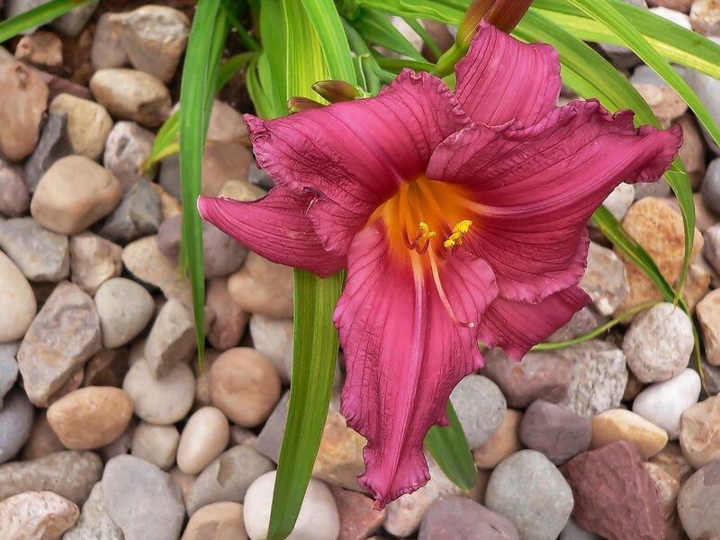 Purple Daylily Flower — Calm, Afternoon