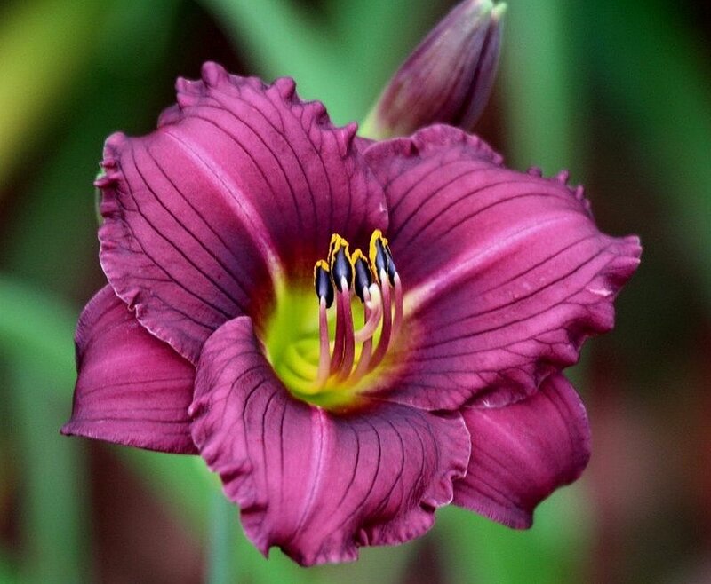 Purple Daylily Flower — Calm, Photograph