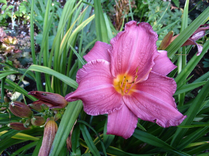 Purple Daylily Flower — Calm, Summer