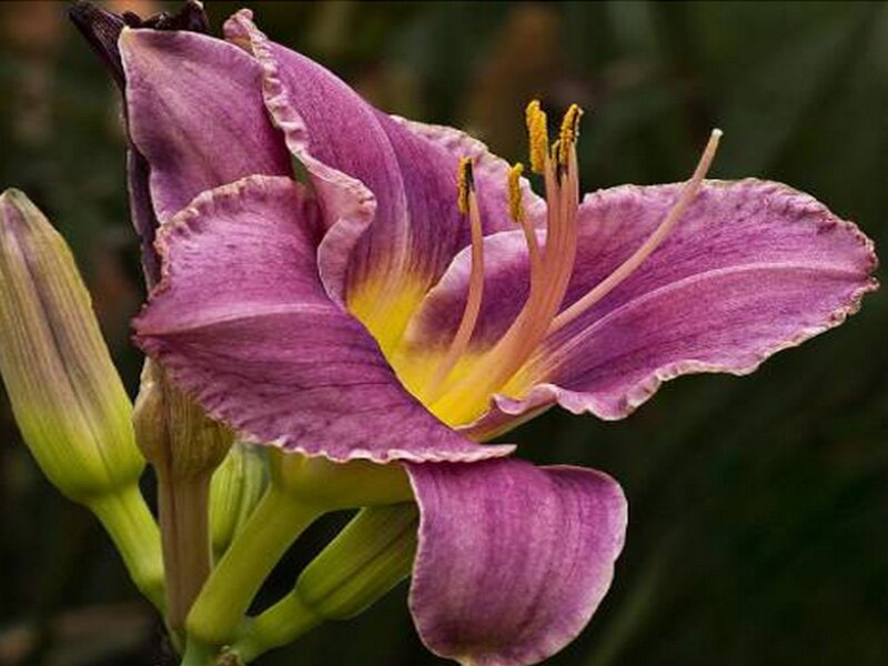 Purple Daylily Flower — Calm