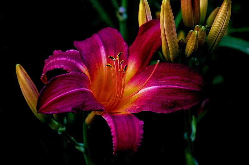 Purple Daylily Flower — Dramatic