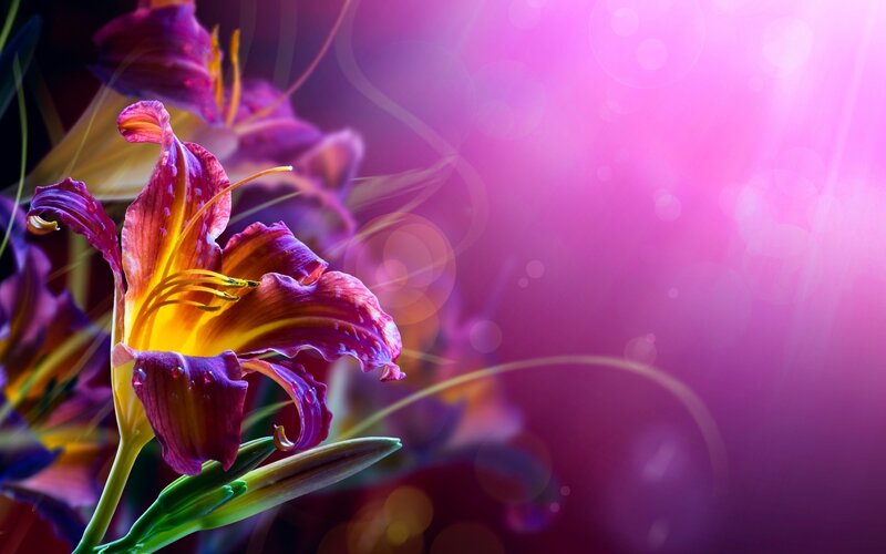 Purple Daylily Flower — Dreamy