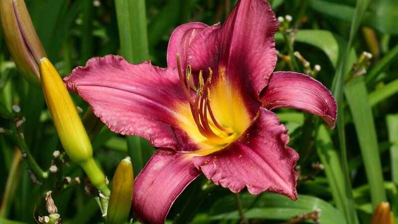 Purple Daylily Flower — Natural, Afternoon, Photograph, Bud