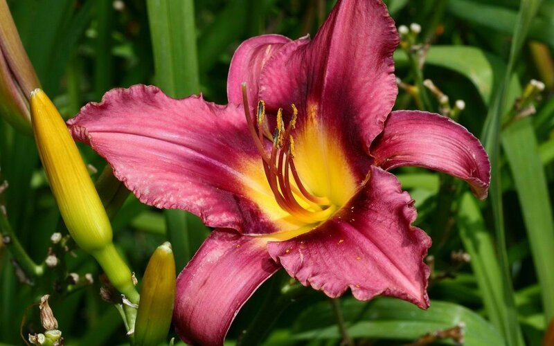 Purple Daylily Flower — Natural, Afternoon, Photograph