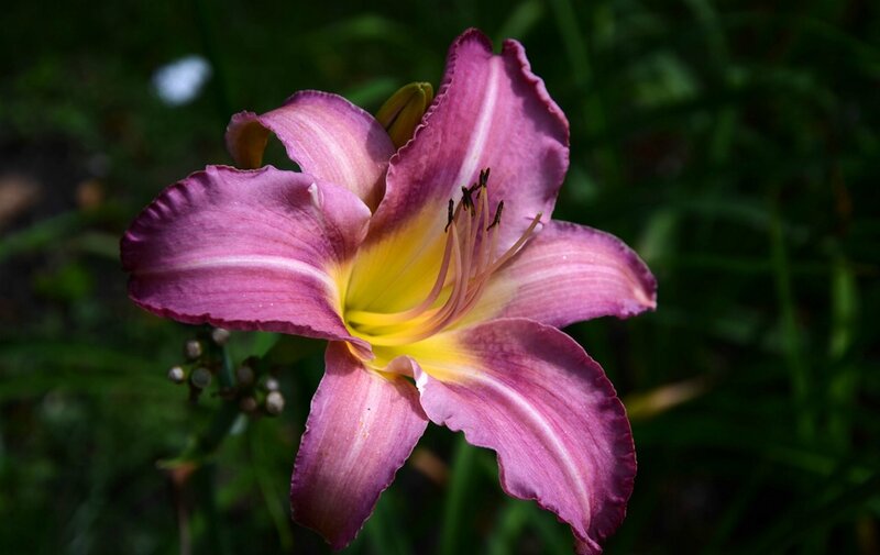 Purple Daylily Flower — Natural, Afternoon