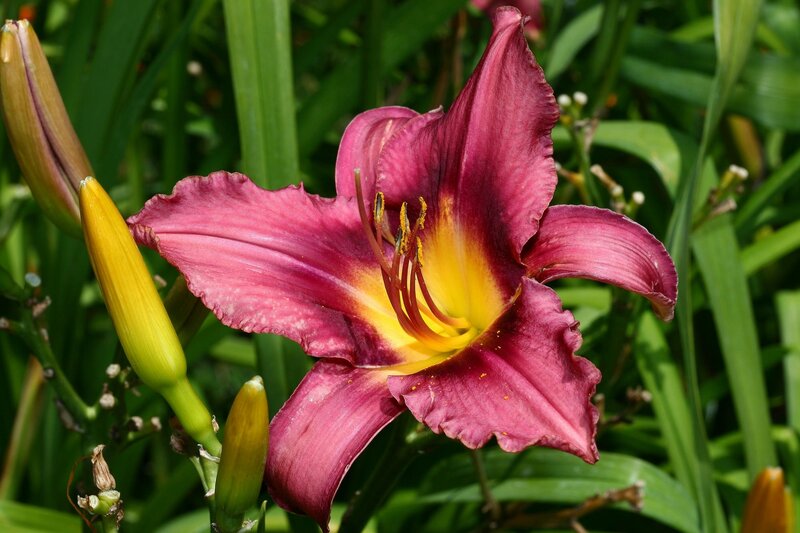 Purple Daylily Flower — Natural