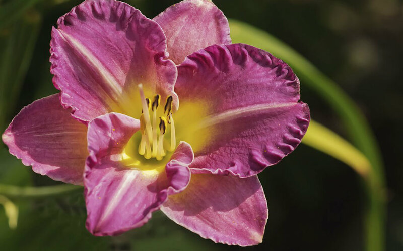 Purple Daylily Flower — Serene