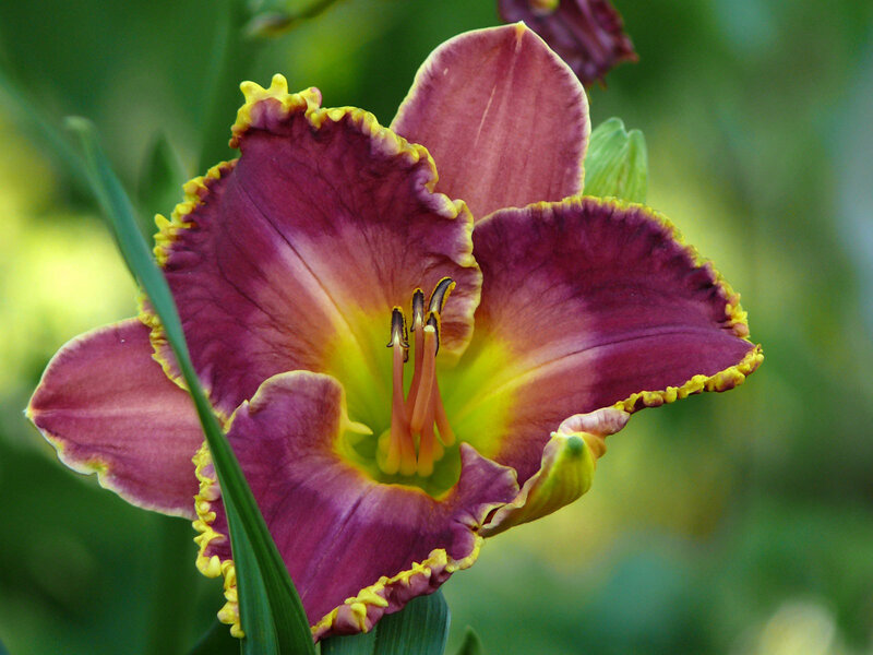 Purple Daylily Flower