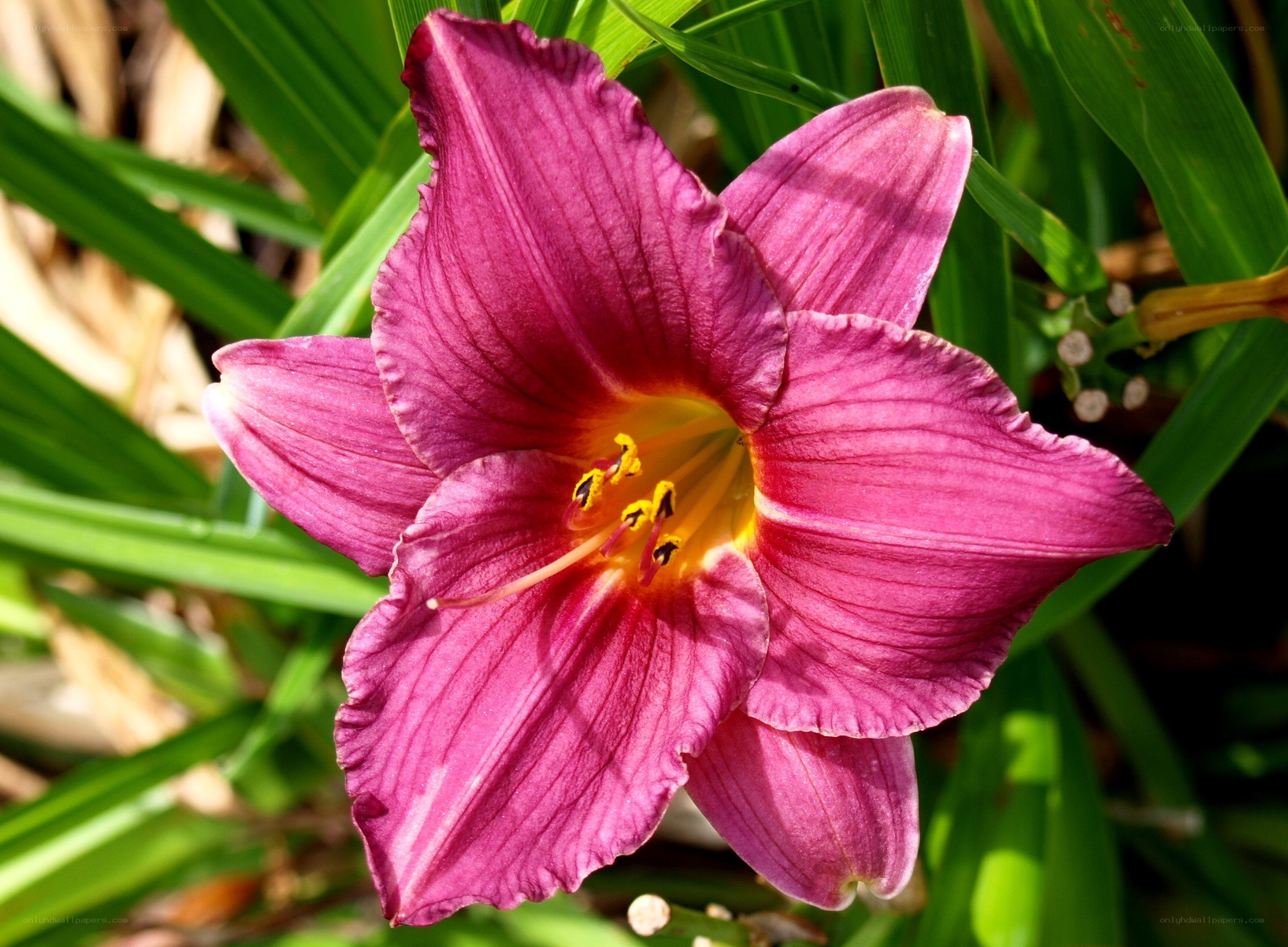 purple daylily in bloom