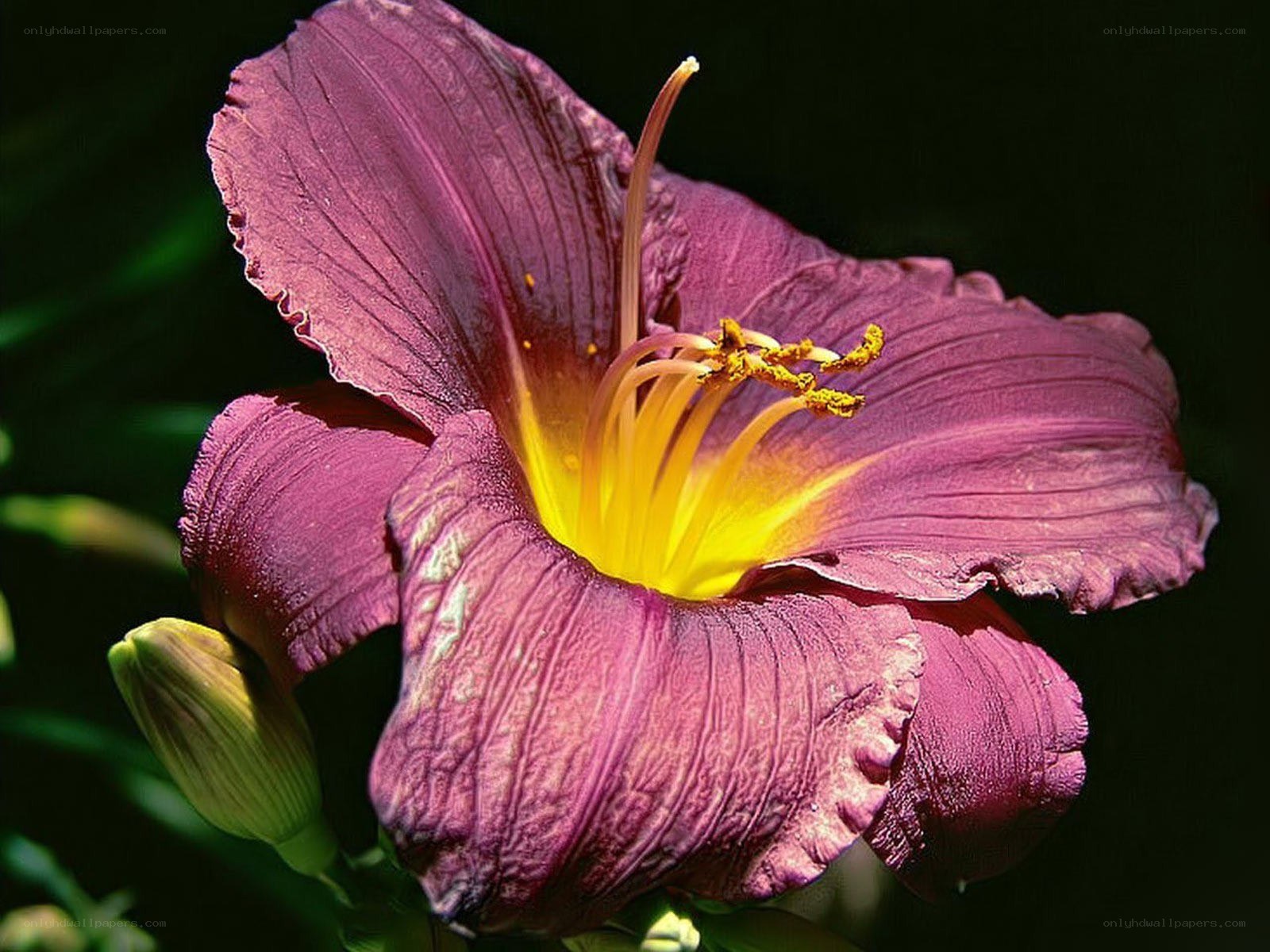 purple daylily in bloom