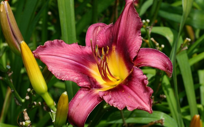 purple daylily in bloom
