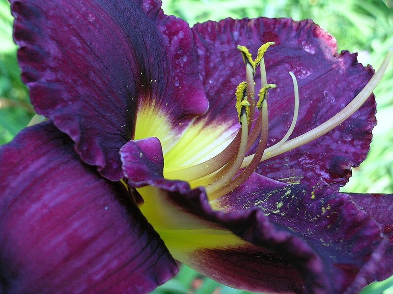 purple daylily with yellow center